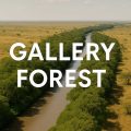 gallery forest