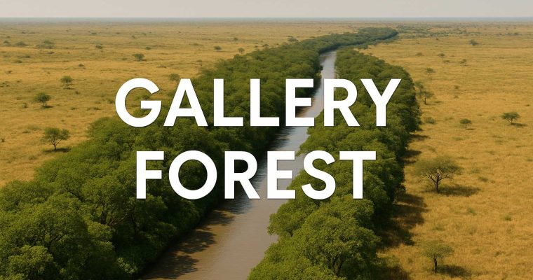 What Is a Gallery Forest? Riverbank Forests That Create Life Corridors