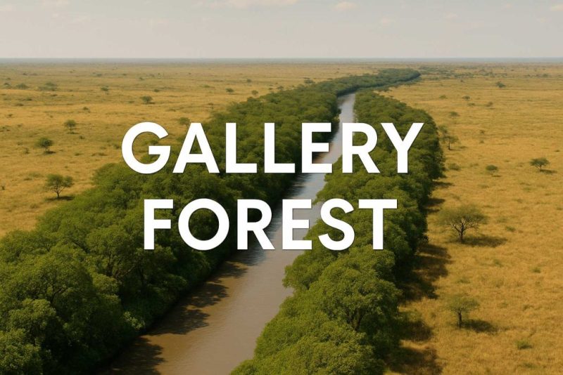 What Is a Gallery Forest? Riverbank Forests That Create Life Corridors