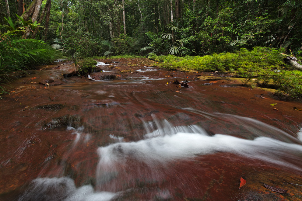 Bukit Lambir National Park