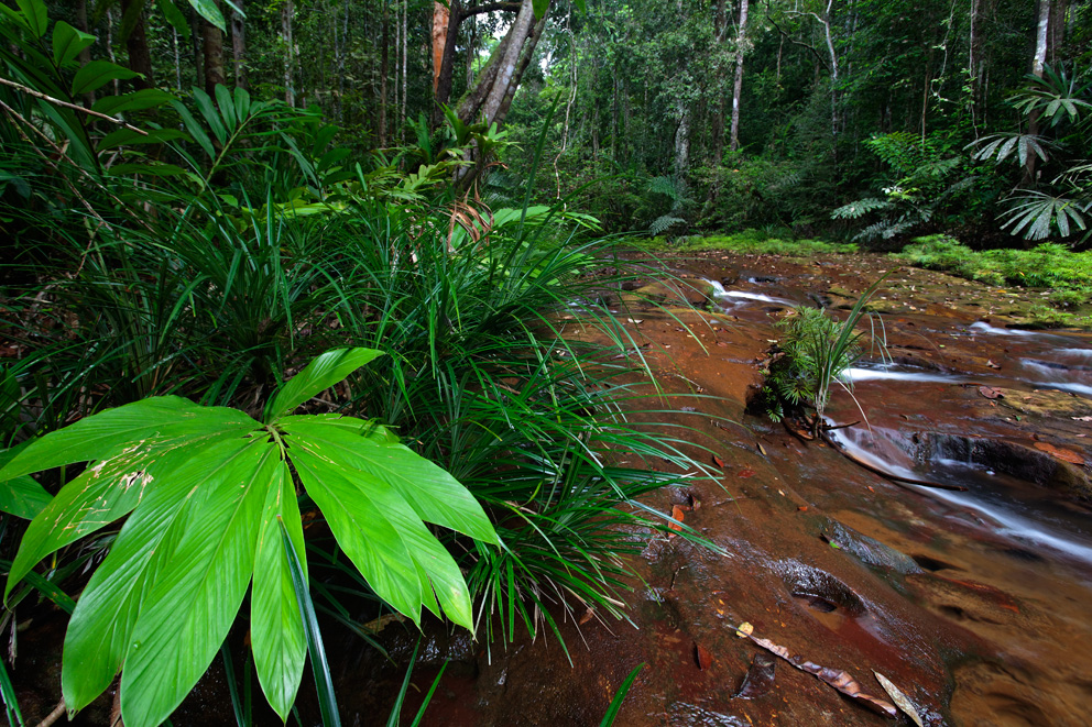 Bukit Lambir National Park